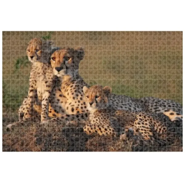 Animal Planet: Rodina gepardů puzzle 1000 kusů obrázek 2