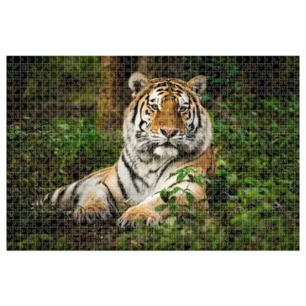 Animal Planet: Tygr 1000 kusové puzzle obrázek 2