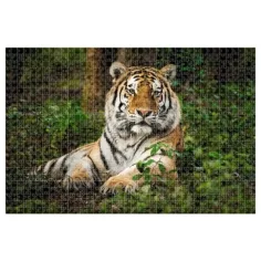 Animal Planet: Tygr 1000 kusové puzzle obrázek 2