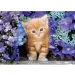 Červená kočka mezi květinami 500dílné HQC kompaktní puzzle - Clementoni
