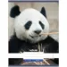 Nebulo: Panda hladký sešit A4 80-32