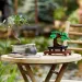 LEGO® Creator: Bonsai strom (10281) obrázek 5