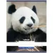 Nebulo: Panda hladký sešit A4 80-32