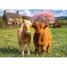 Přátelé na farmě 500ks puzzle - Trefl obrázek 2
